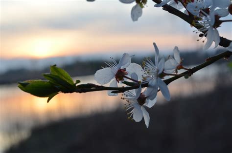 河花